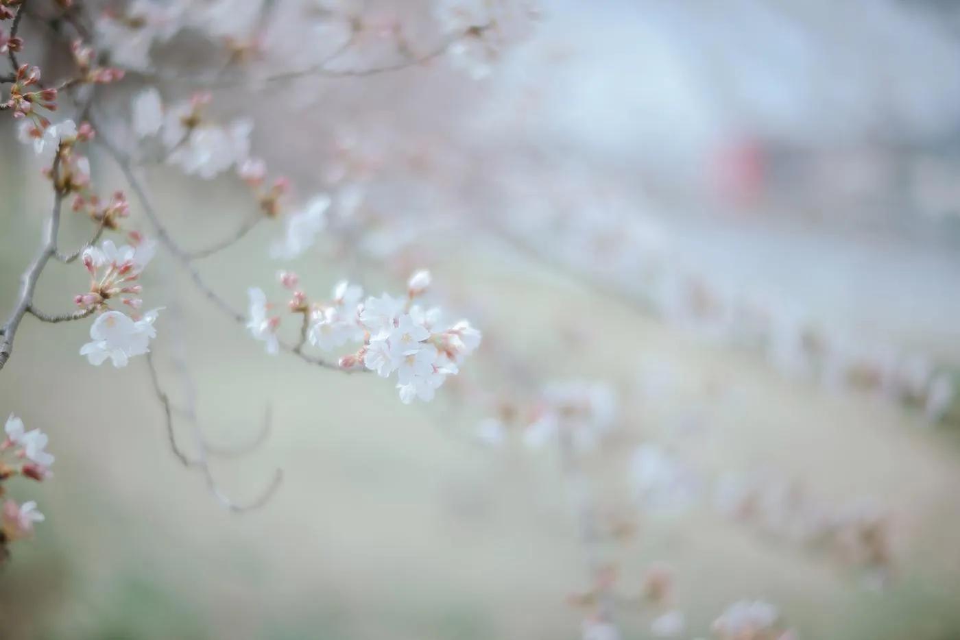 ElyEE子 – NO.105 Sakura [64P]插图5